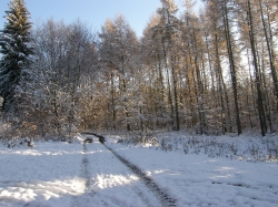 Leśna droga obwód 157